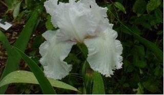 Tall Bearded Iris Laced Cotton