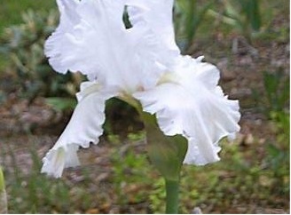 Tall Bearded Iris Lacy Snowflake