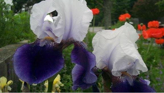 Tall Bearded Iris Night Edition