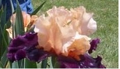 Tall Bearded Iris Ocelot