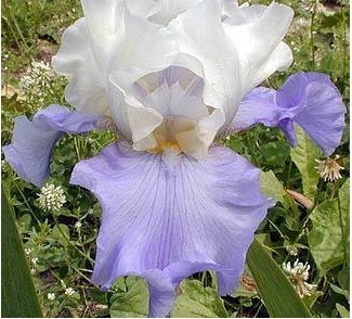 Tall Bearded Iris Stairway to Heaven