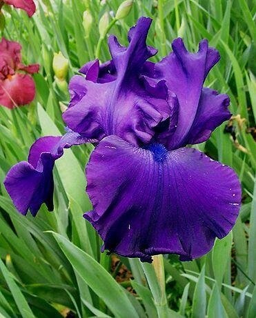 Tall Bearded Iris Titans Glory