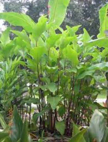 Banana Canna Musifolia Grande