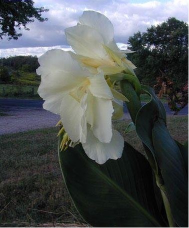 Canna, Canna Lily Ermine