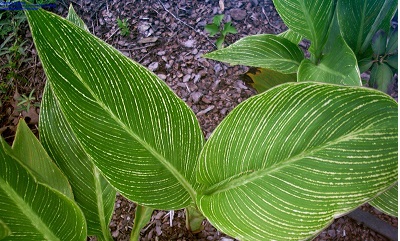 Canna Lily Striped Beauty