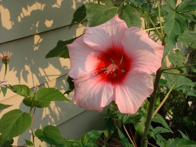 Hardy Hibiscus, Rose Mallow, Swamp Mallow Lady Baltimore