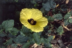 Hibiscus Species, Sun Hibiscus, Wild Stock-Rose, Lemon Yellow Rose Mallow