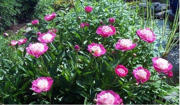 Heirloom Peony, Garden Peony Bowl of Beauty
