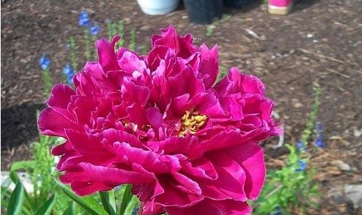 Chinese Peony, Garden Peony Karl Rosenfeld