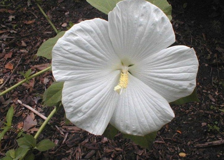 Hardy Hibiscus, Rose Mallow, Swamp Mallow Blue River II
