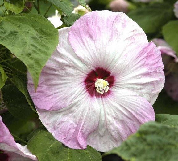 Hardy Hibiscus, Rose Mallow, Swamp Mallow Southern Belle