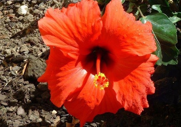 Tropical Hibiscus Brilliant