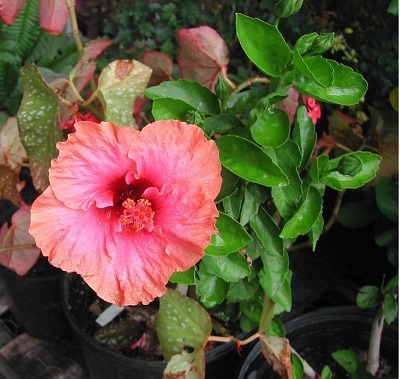 Tropical Hibiscus Rum Runner