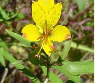 Alstroemeria, Peruvian Lily, Lily of the Incas Sweet Laura