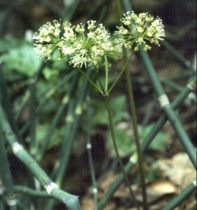 Wild Sarsaparilla