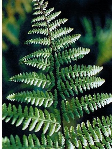 Eastern Hay Scented Fern