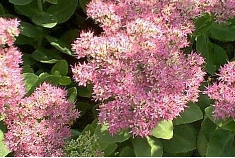 Hylotelephium, Sedum, Showy Stonecrop Brilliant