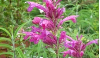 Agastache, Hybrid Hummingbird Mint, Anise Hyssop Desert Sunrise