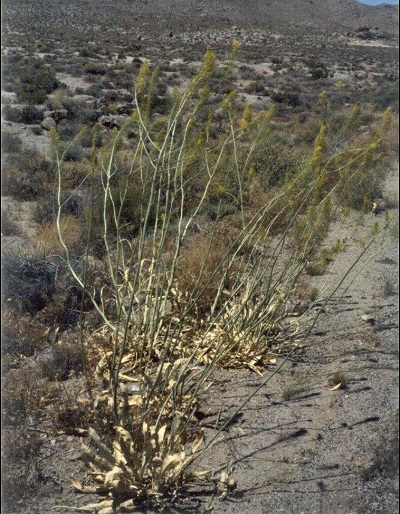 Stanleya Species, Desert Plume, Golden Princes Plume, Princes Plume