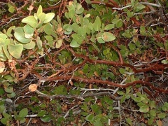 Arctostaphylos Species, Common Manzanita