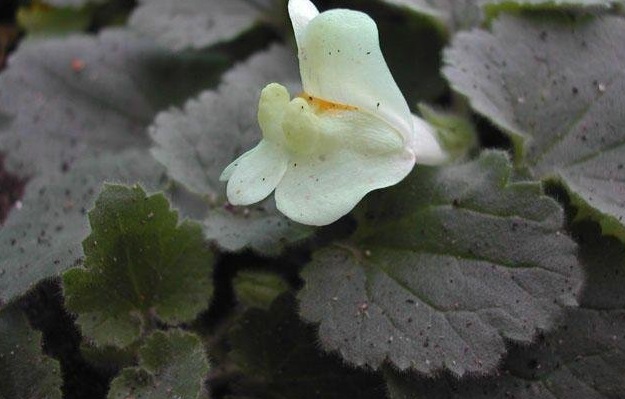Asarina Species, Chickabiddy, Creeping Snapdragon, Trailing Snapdragon