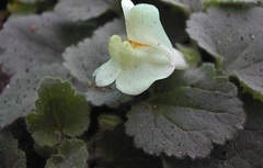 Asarina Species, Chickabiddy, Creeping Snapdragon, Trailing Snapdragon