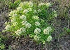 Asclepias Species, Spider Milkweed, Antelope Horns