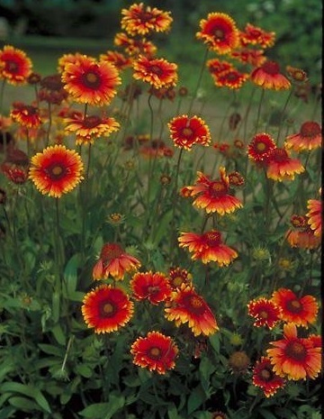 Gaillardia, Blanket Flower, Indian Blanket Dazzler
