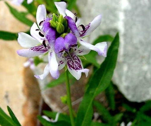 Justicia Species, American Water Willow