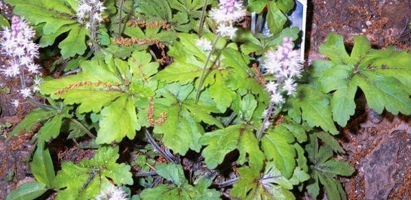 Foamflower Iron Butterfly