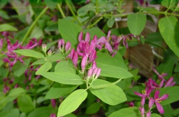 Lonicera, Bush Honeysuckle, Tatarian Honeysuckle Arnolds Red