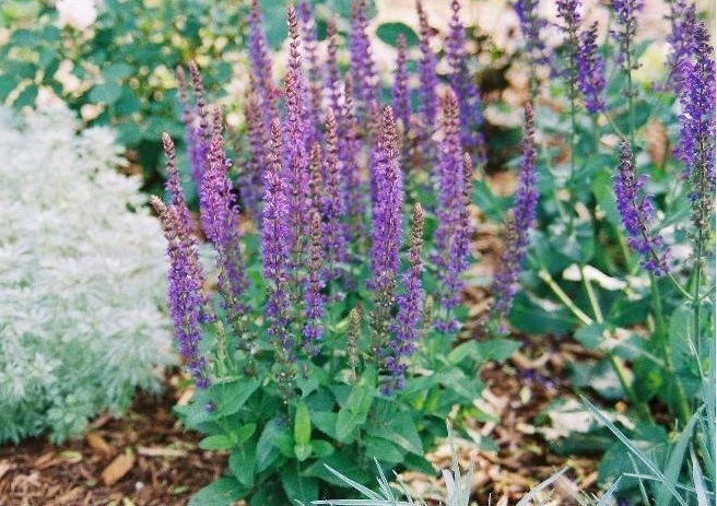 Salvia, Meadow Sage, Violet Sage, Woodland Sage Ostfriesland