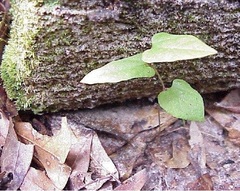 Aristolochia Species, Virginia Snakeroot, Black Snakeroot, Virginia Dutchmans Pipe