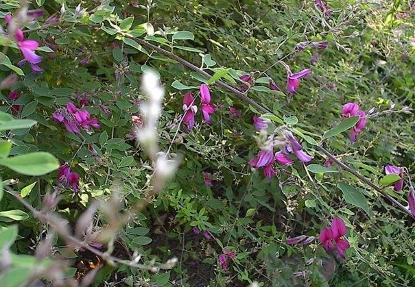 Pink Bush Clover Gibraltar