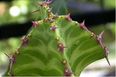 Euphorbia Zig Zag