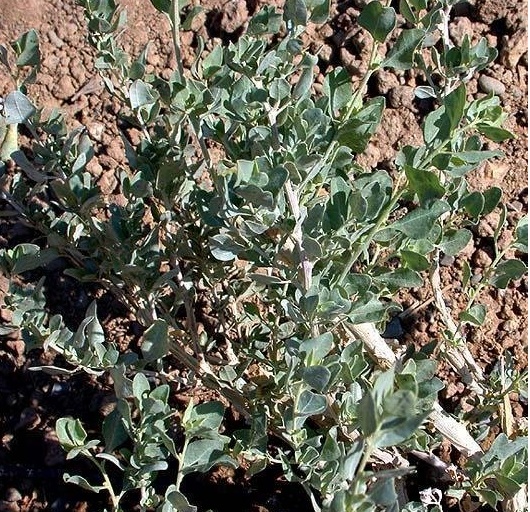 Atriplex Species, Four-Wing Saltbush, Salt Sage, Shadscale, Wing-Scale