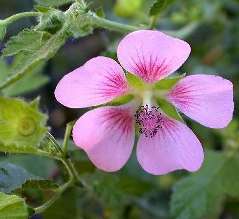Anisodontea, Cape Mallow Taras Pink
