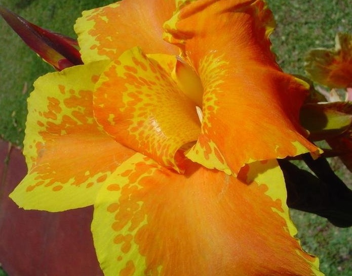 Canna Lily Tropicanna Gold