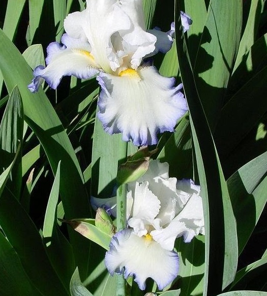 Tall Bearded Iris Queens Circle