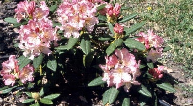Rhododendron, Azalea Percy Wiseman