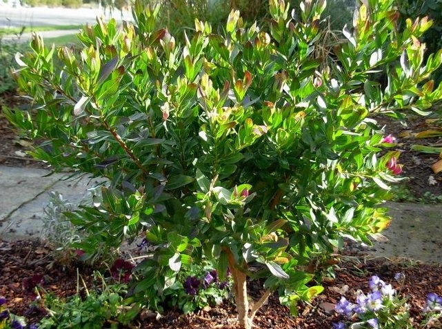 Polygala Species, September Bush, Sweet Pea Bush