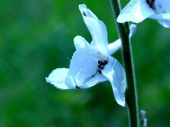 Delphinium Species, Carolina Larkspur, Plains Larkspur, Prairie Larkspur