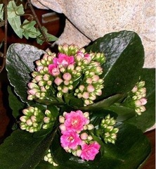 Kalanchoe, Flaming Katy, Christmas Kalanchoe, Florist Kalanchoe 'Calandiva Pink'