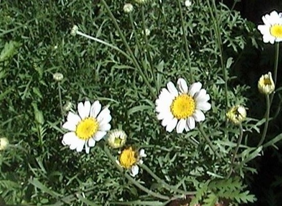Tanacetum Species, Pyrethrum Daisy, Dalmation Pyrethrum