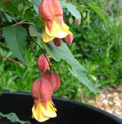 Trailing Abutilon, Flowering Maple, Chinese Lanterns Sunset