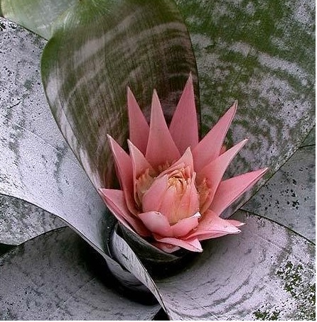 Aechmea Bromeliad, Urn Plant, Silver Vase Bromeliad Primera