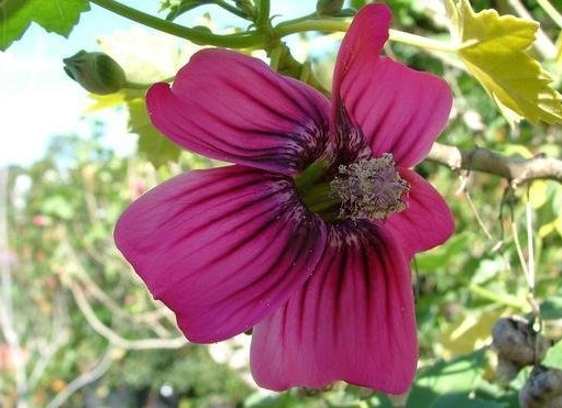 Malva Species, Island Tree Mallow, Mission Mallow, Royal Mallow