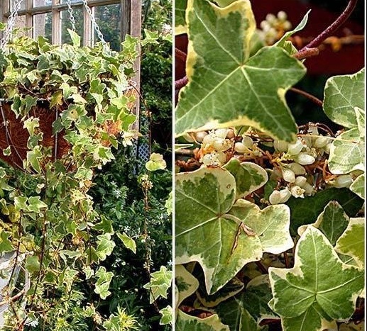 English Ivy, Common Ivy Gold Child
