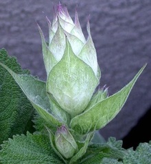 Salvia Species, White Clary Sage, White Vatican Sage