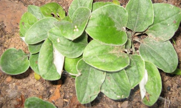 Antennaria Species, Everlasting, Dog Toes, Plantain-Leaf Pussytoes, Womans Tobacco